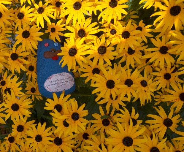 Edgar is lying amongst many black eyed Susan flowers, yellow flowers with black centers. 