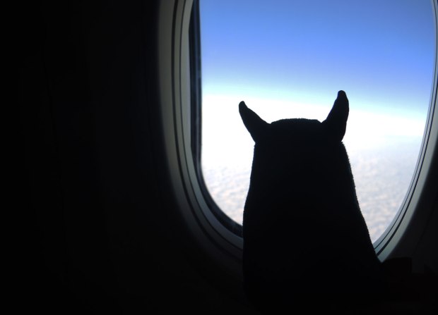 Edgar is looking out of the window of an airplane as it flies above the clouds