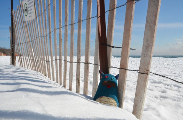 Edgar is sitting in the snow at the bottom of a snowfence beside Lake Ontario.  Snow and blue sky.