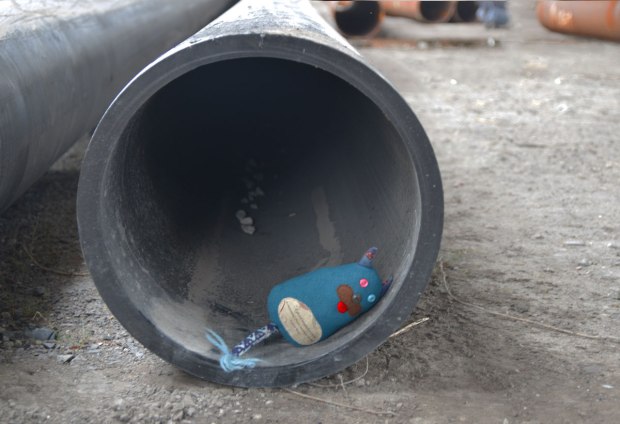 Edgar is lying on his side at the end of a large black PVC pipe that is lying on the ground. 